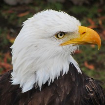 White-headed Eagle in the Parque el Condor